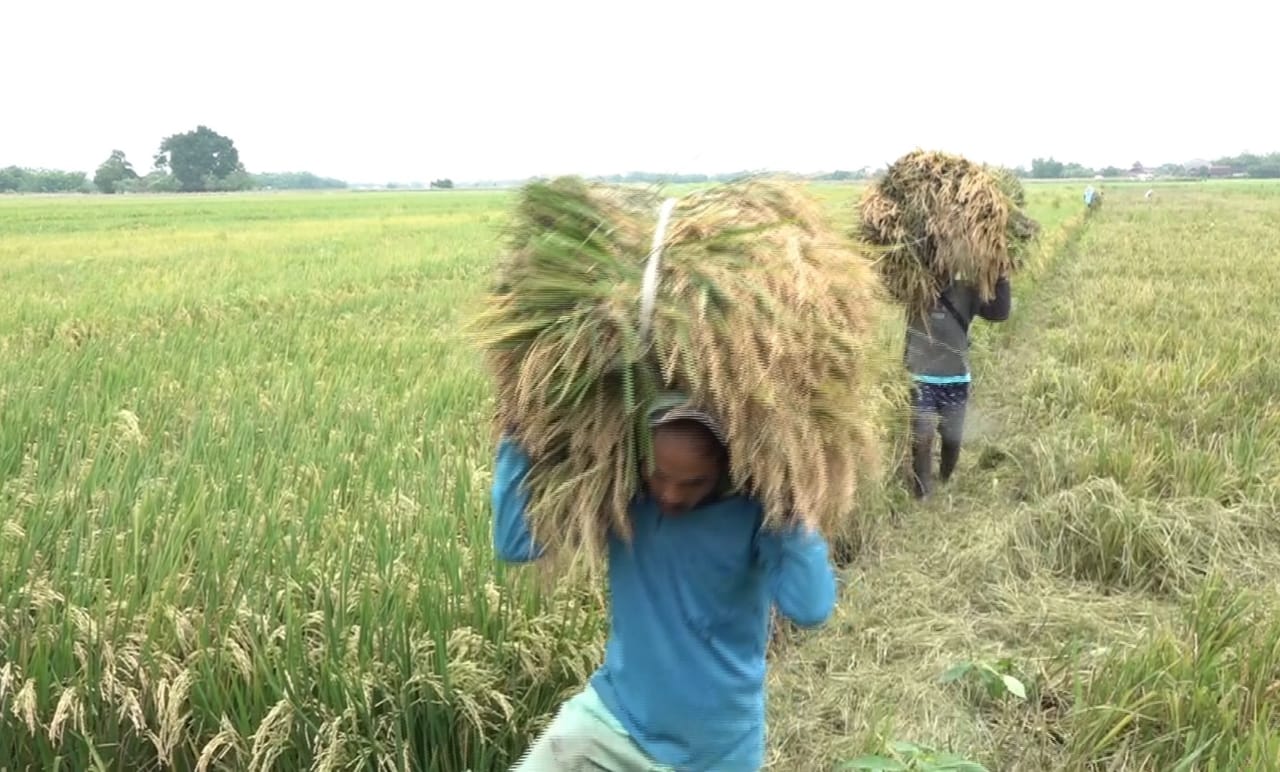 Program Ketahanan Pangan Perlu Infrastruktur Penunjang